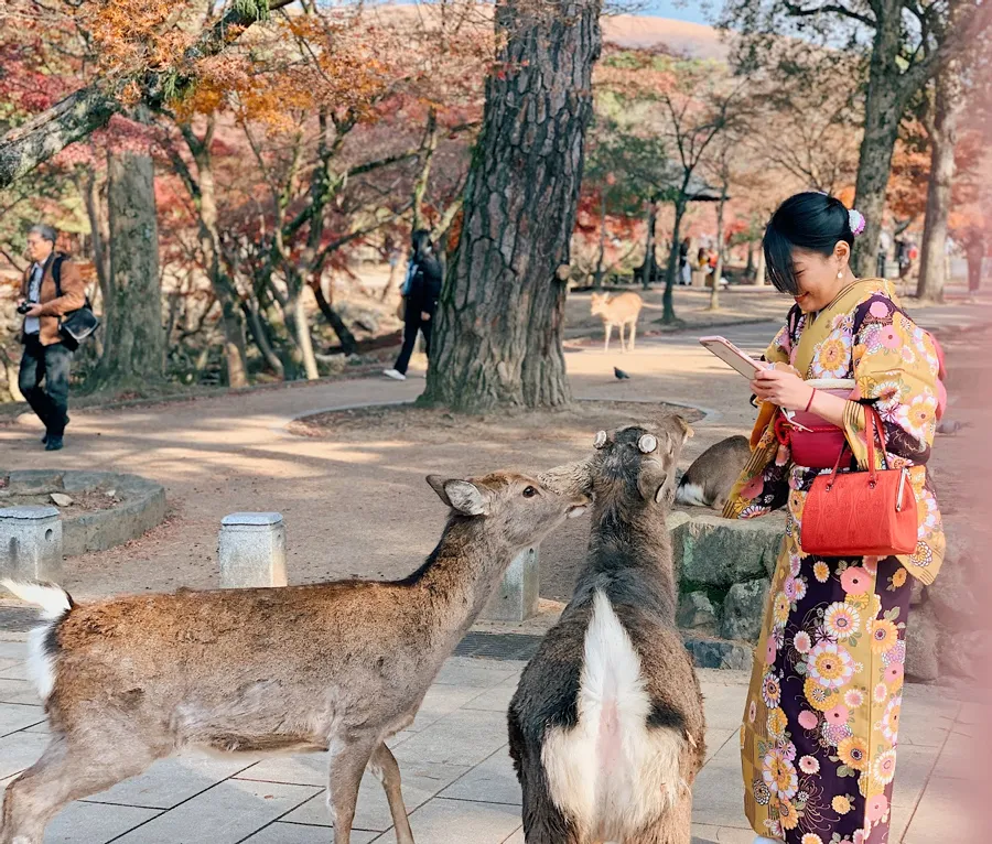 Công viên Nara - Chơi đùa cùng những chú nai tại Nara Park