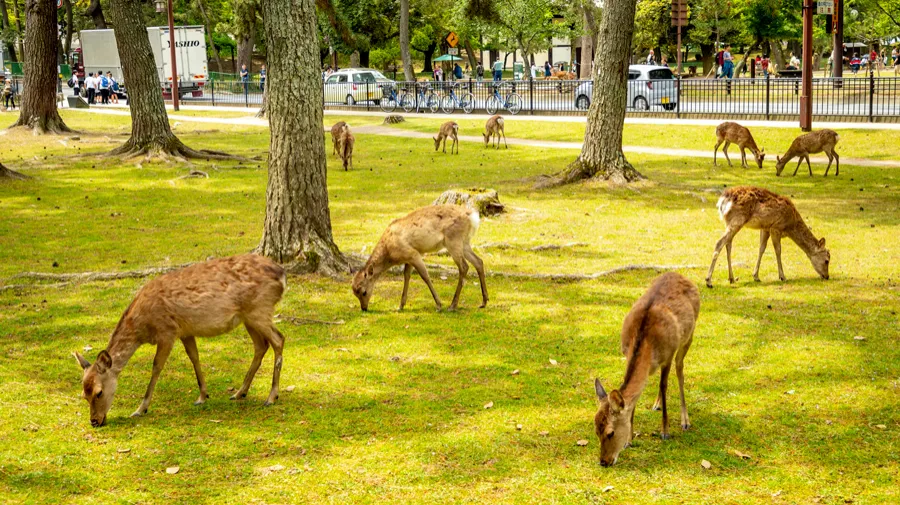 Công viên Nara - Chơi đùa cùng những chú nai tại Nara Park