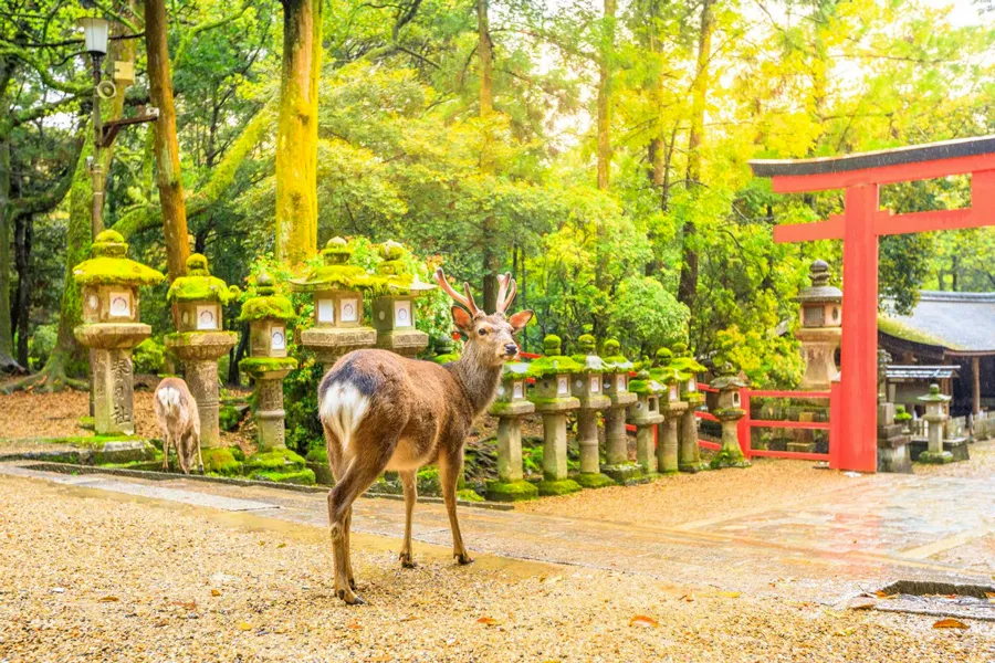 Công viên Nara - Chơi đùa cùng những chú nai tại Nara Park