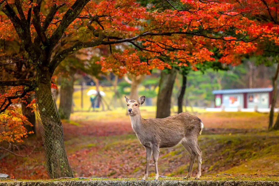 Công viên Nara - Chơi đùa cùng những chú nai tại Nara Park