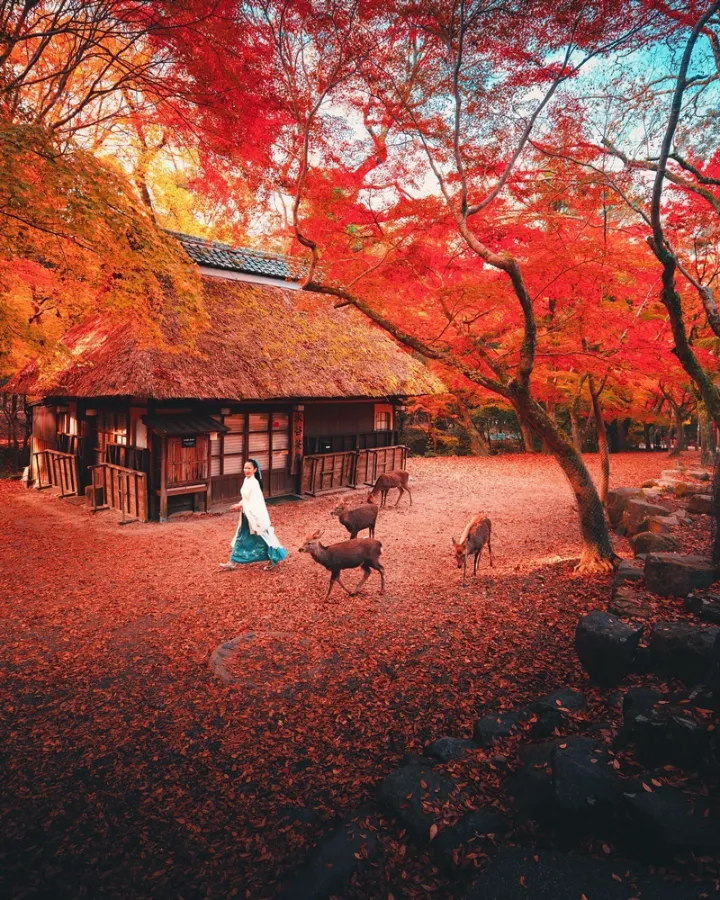 Công viên Nara - Chơi đùa cùng những chú nai tại Nara Park