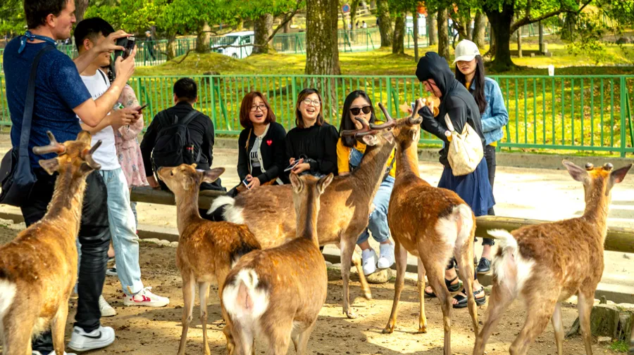 Công viên Nara - Tour du lịch Nara Nhật Bản