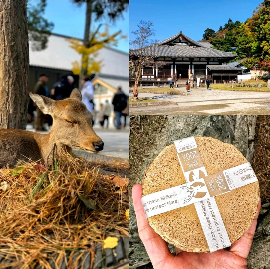 Công viên Nara - Chơi đùa cùng những chú nai tại Nara Park