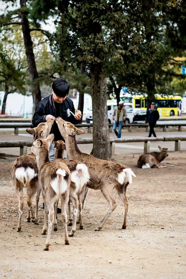 Công viên Nara - Chơi đùa cùng những chú nai tại Nara Park