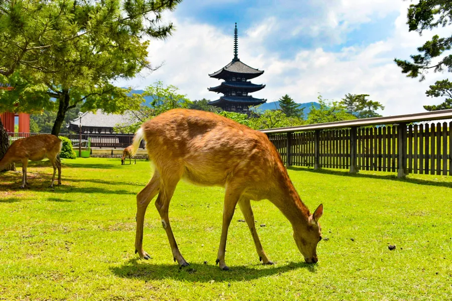 Công viên Nara - Chơi đùa cùng những chú nai tại Nara Park