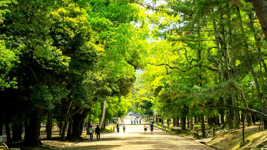 Công viên Nara - Chơi đùa cùng những chú nai tại Nara Park