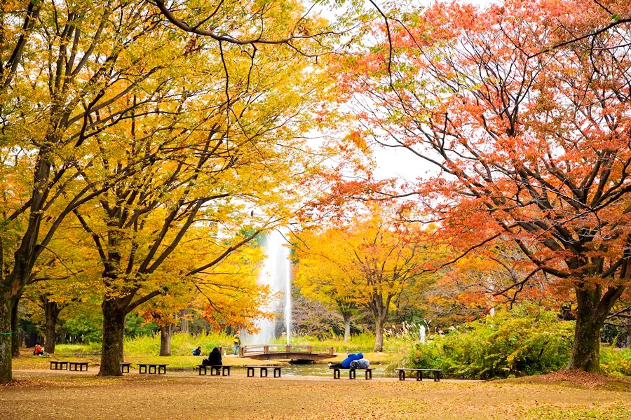 Review công viên Yoyogi - Điểm Ngắm hoa anh đào tại Tokyo