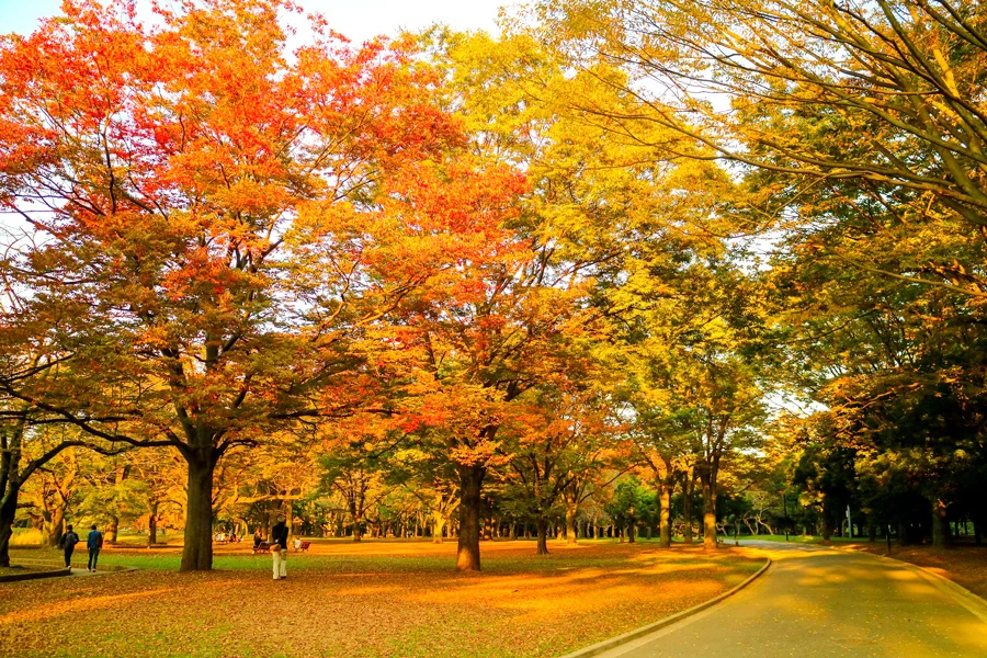 Review công viên Yoyogi - Điểm Ngắm hoa anh đào tại Tokyo