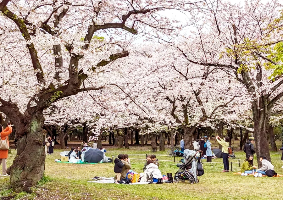 Review công viên Yoyogi - Điểm Ngắm hoa anh đào tại Tokyo