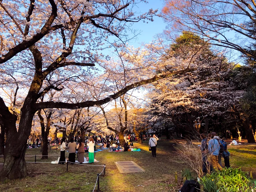 Review công viên Yoyogi - Điểm Ngắm hoa anh đào tại Tokyo