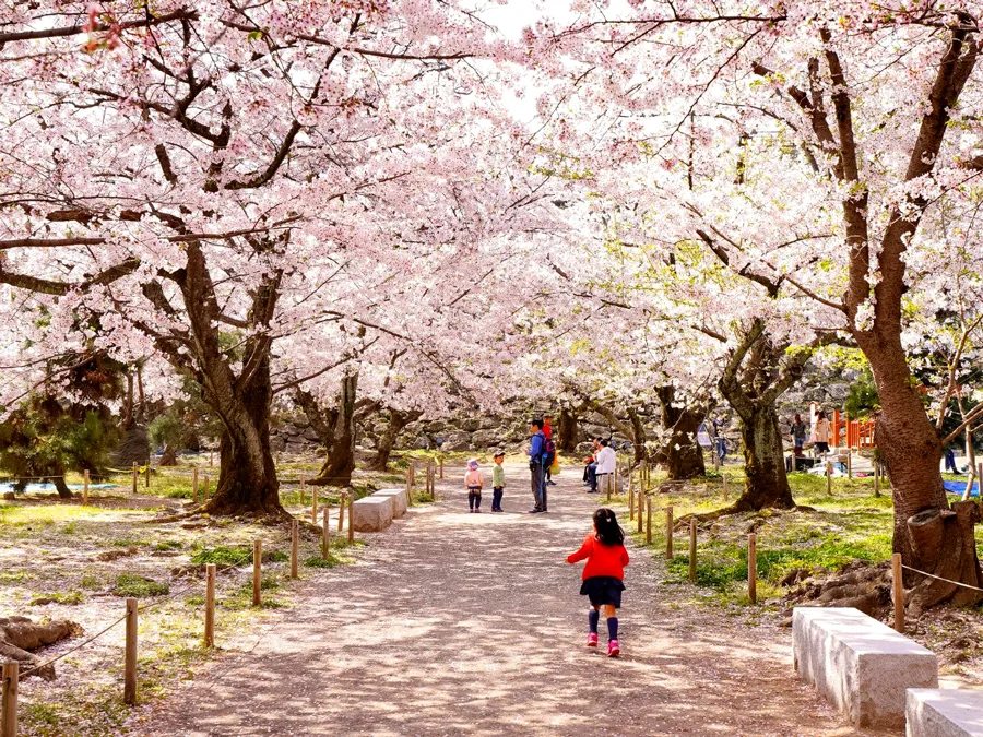 Review công viên Yoyogi - Điểm Ngắm hoa anh đào tại Tokyo