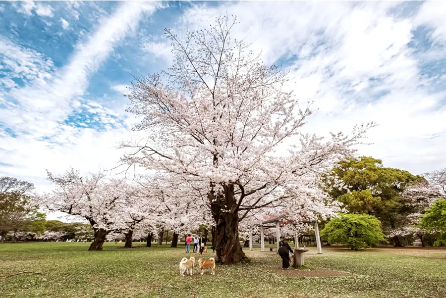 Review công viên Yoyogi - Điểm Ngắm hoa anh đào tại Tokyo