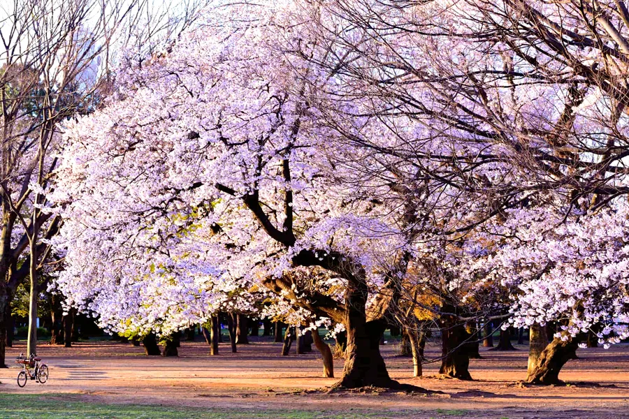 Review công viên Yoyogi - Điểm Ngắm hoa anh đào tại Tokyo