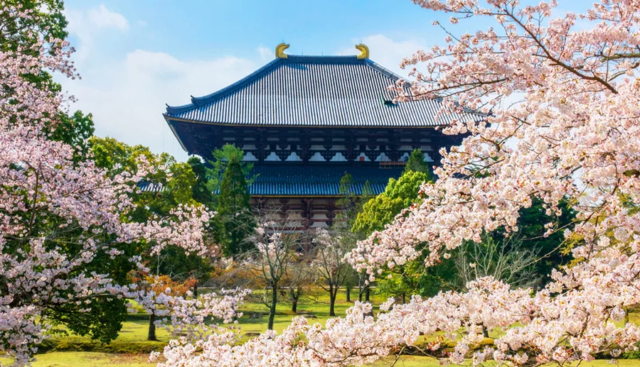 Chùa Todaiji: Khám phá Ngôi chùa bằng gỗ lớn nhất thế giới