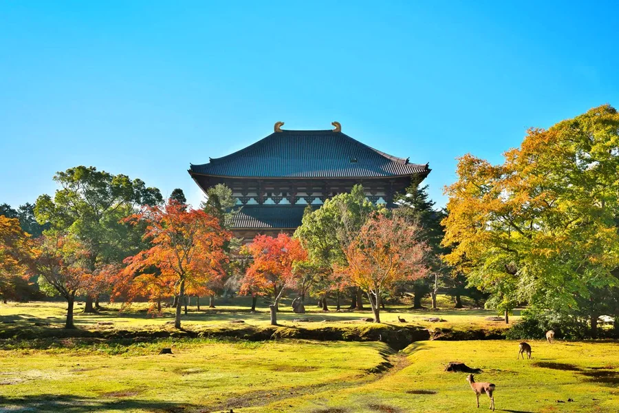 Chùa Todaiji: Khám phá Ngôi chùa bằng gỗ lớn nhất thế giới