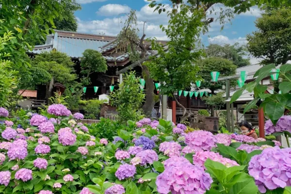 Hakusan Shrine Ajisai Matsuri