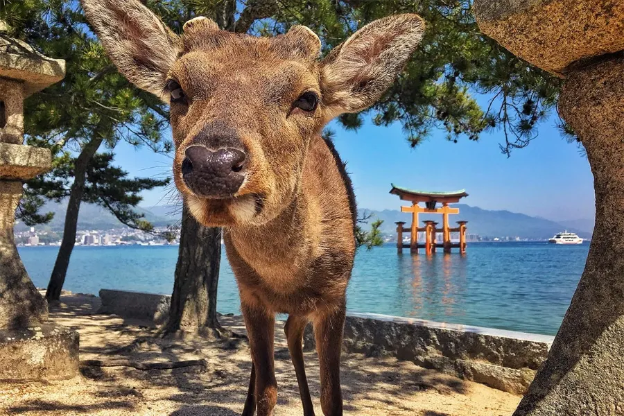 Itsukushima Island - Khám phá hòn đảo thần tiên ở Hiroshima