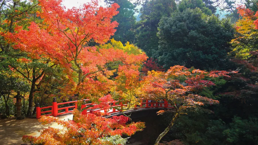 Itsukushima Island - Khám phá hòn đảo thần tiên ở Hiroshima
