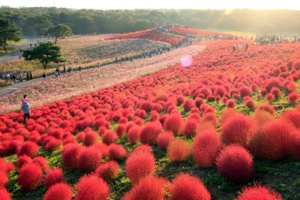 Địa điểm ngắm Kochia Nhật Bản đẹp