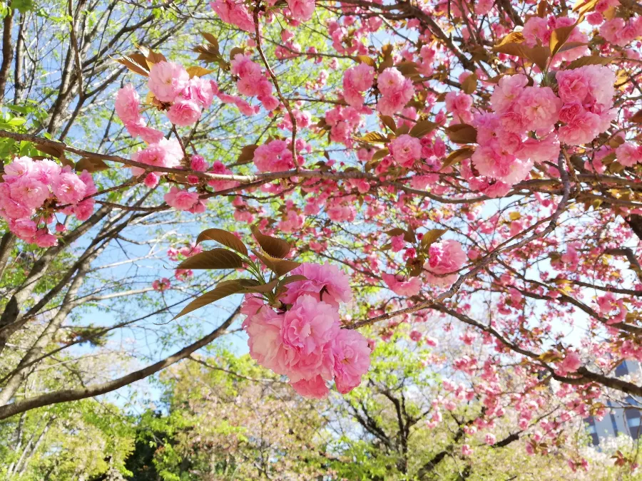 Shukkeien Garden: Góc bình yên giữa lòng nước Nhật
