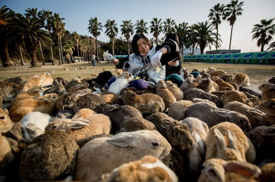 Okunoshima Island - Khám phá hòn đảo của những chú thỏ đáng yêu Okunoshima Island (Đảo Okunoshima) - Đảo thỏ ở Hiroshima (Rabbit Island)