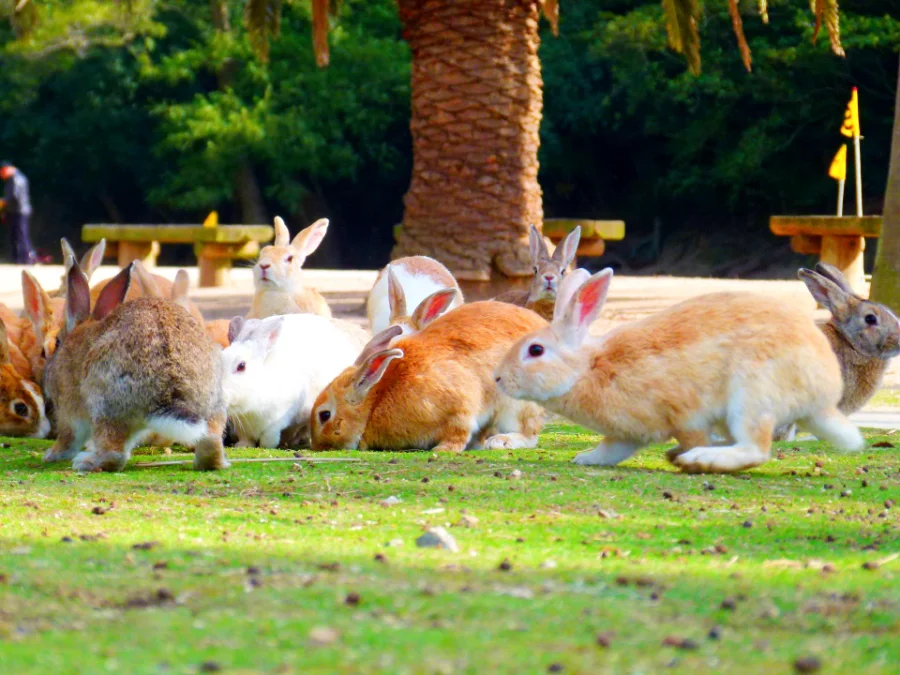 Okunoshima Island - Khám phá hòn đảo của những chú thỏ đáng yêu Okunoshima Island (Đảo Okunoshima) - Đảo thỏ ở Hiroshima (Rabbit Island)