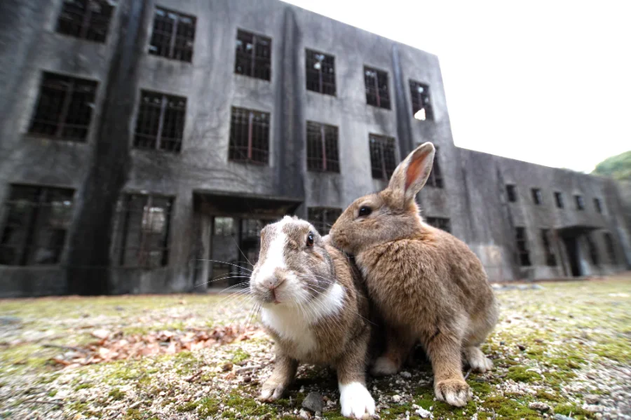 Okunoshima Island - Khám phá hòn đảo của những chú thỏ đáng yêu Okunoshima Island (Đảo Okunoshima) - Đảo thỏ ở Hiroshima (Rabbit Island)