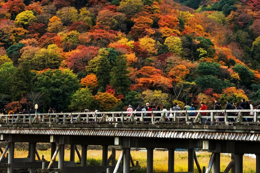 Lễ hội Arashiyama Momiji Matsuri | Lễ hội ở Kyoto Nhật Bản