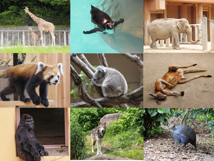 higashiyama zoo and botanical gardens