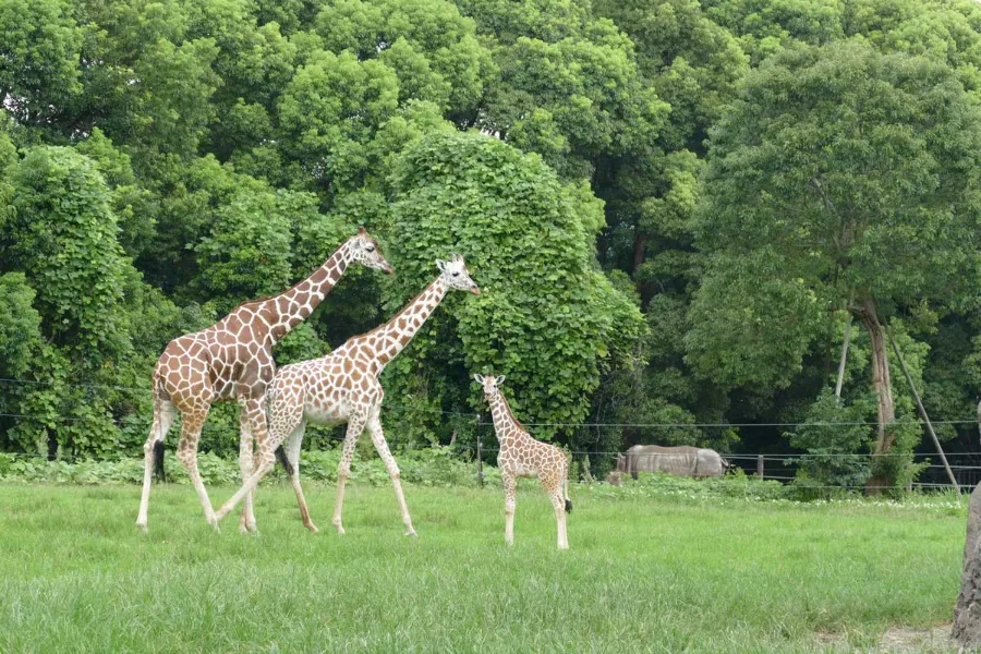 higashiyama zoo and botanical gardens