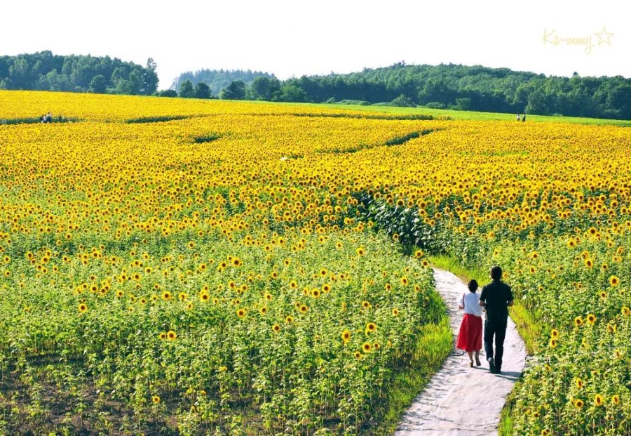 Lễ hội Hokuryu Himawari no Sato | Lễ hội ở Hokkaido