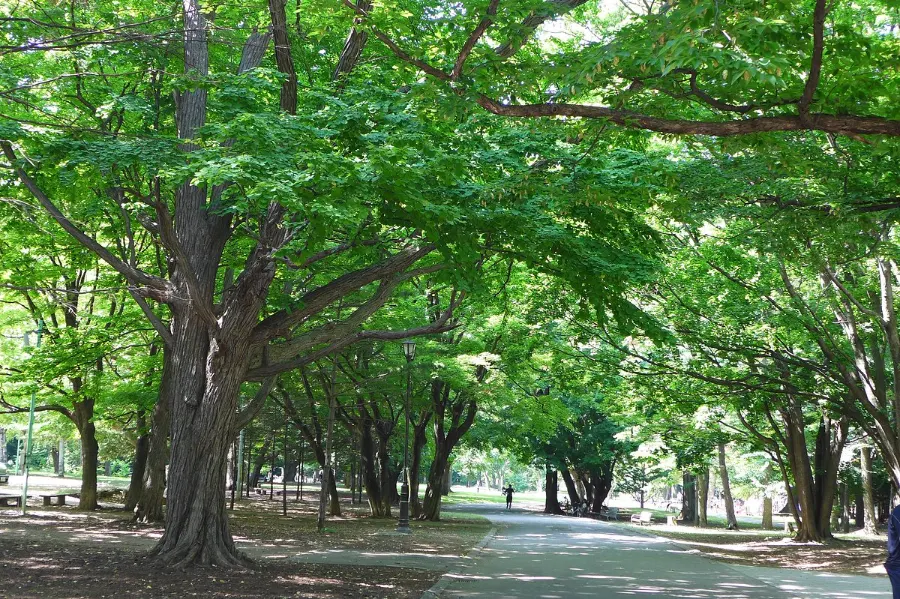 Maruyama Park (Sapporo) - Công viên Maruyama ở Sapporo Nhật Bản