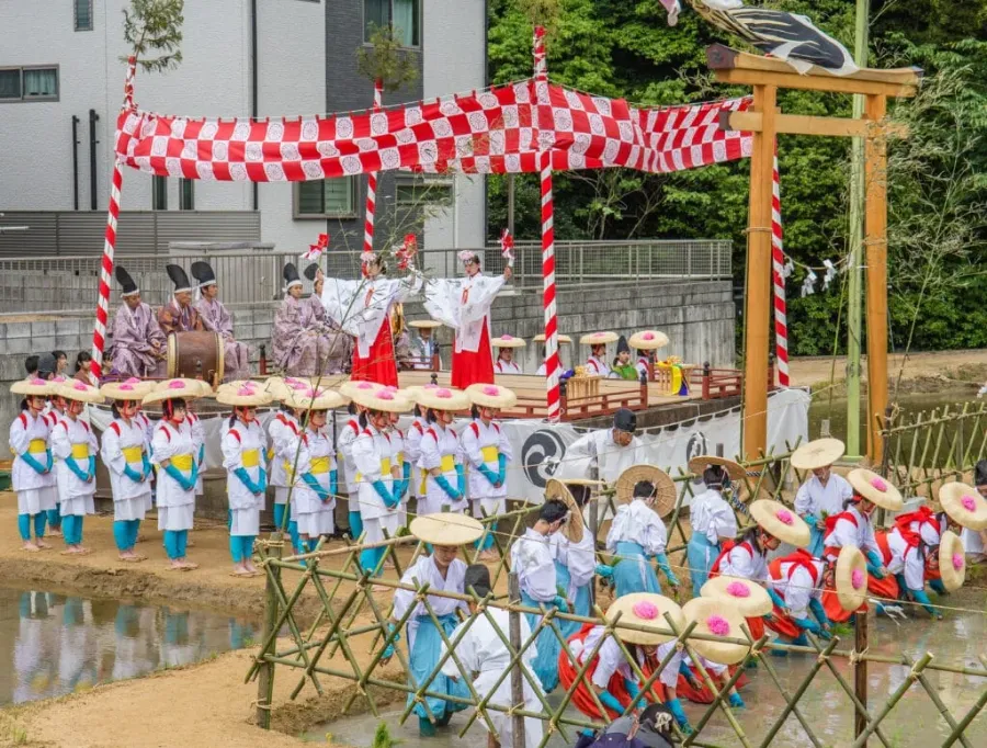 Lễ hội Otaue Shinji | Lễ hội ở Kyoto Nhật Bản