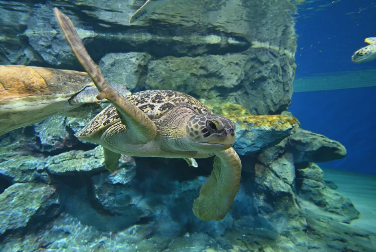 Thủy cung Nagoya (Port of Nagoya Public Aquarium)