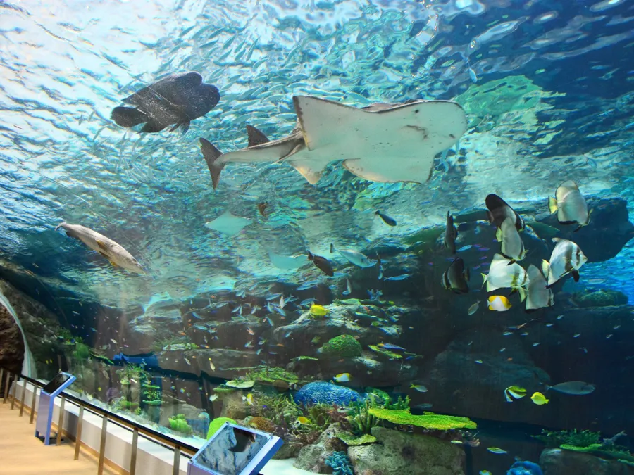 Thủy cung Nagoya (Port of Nagoya Public Aquarium)