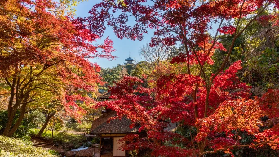 Sankeien Garden - Yokohama Nhật Bản