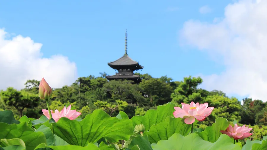 Sankeien Garden - Yokohama Nhật Bản