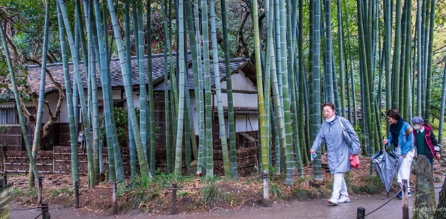 Sankeien Garden - Yokohama Nhật Bản