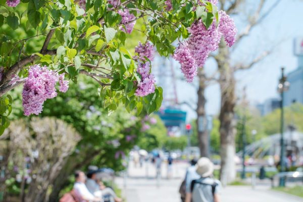 Lễ hội Sapporo Lilac Festival | Lễ hội ở Hokkaido