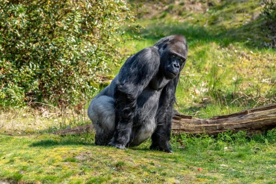 higashiyama zoo and botanical gardens