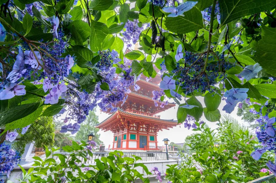 Takahata Fudoson Hydrangea Festival | Lễ hội ở Tokyo Nhật Bản