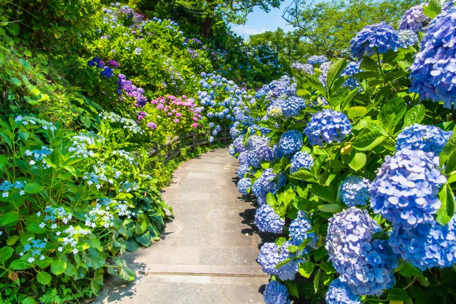 Takahata Fudoson Hydrangea Festival | Lễ hội ở Tokyo Nhật Bản