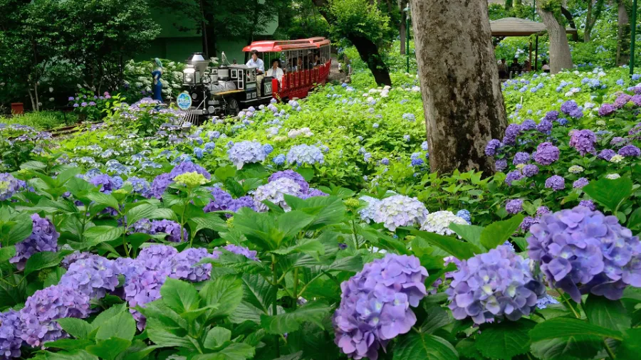 Takahata Fudoson Hydrangea Festival | Lễ hội ở Tokyo Nhật Bản