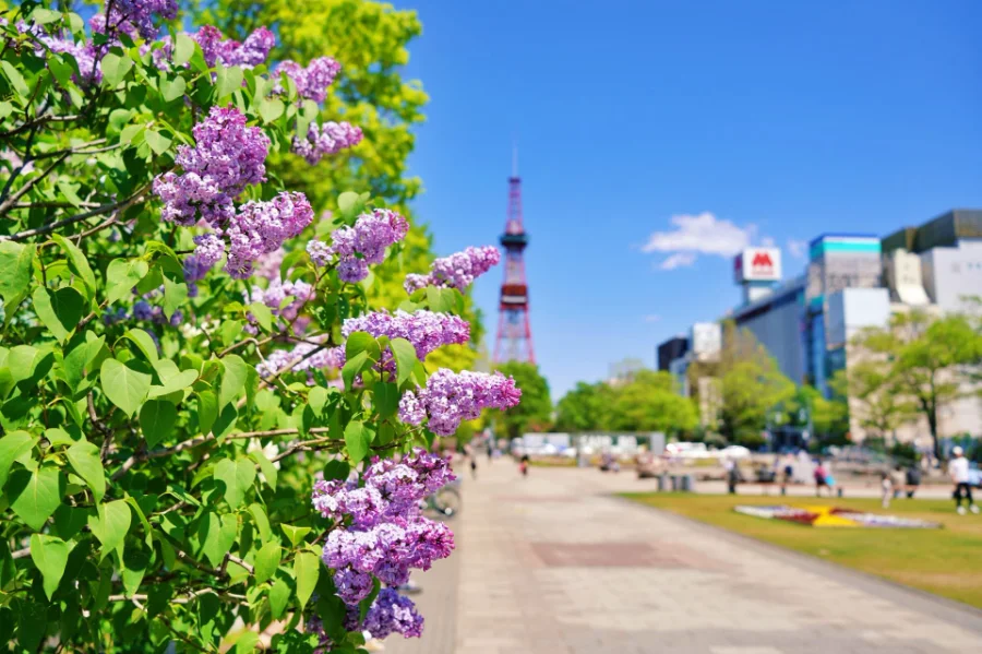 Công viên Odori - Viên ngọc xanh giữa lòng Sapporo Odori Park (Công viên Odori): Viên ngọc giữa lòng Sapporo