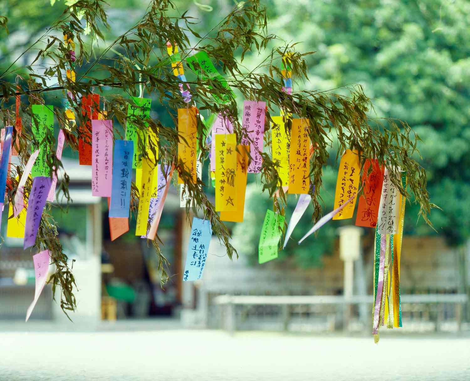 Lễ hội Tanabata (Tanabata Matsuri) - Lễ hội Nhật Bản