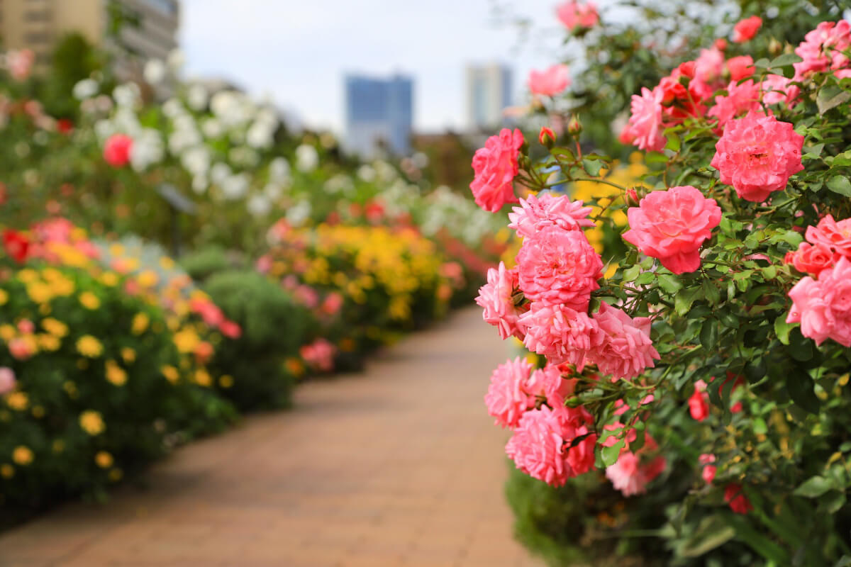 Công viên Odori - Viên ngọc xanh giữa lòng Sapporo Odori Park (Công viên Odori): Viên ngọc giữa lòng Sapporo