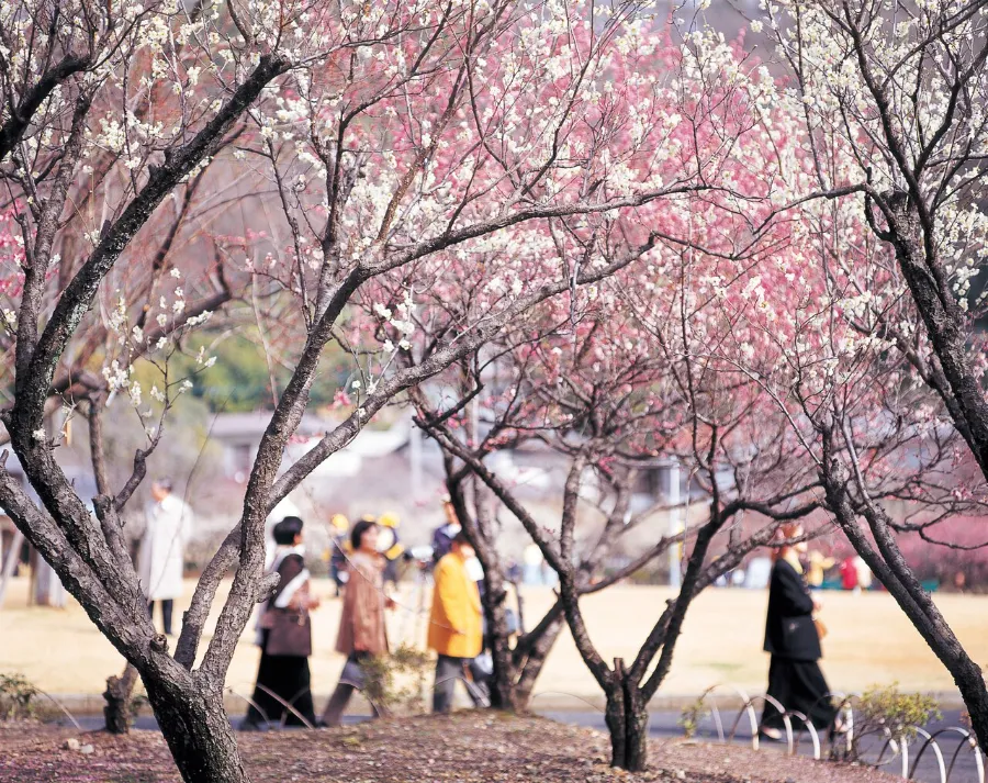 Bairin Park - Nơi Ngắm Hoa Mận Đẹp Nhất ở Gifu Vào Mùa Xuân