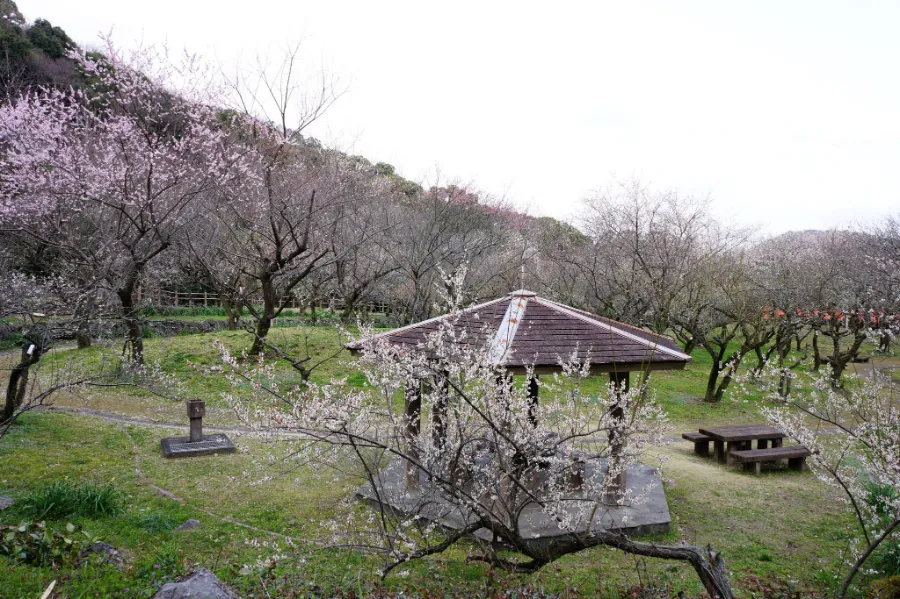 Bairin Park - Nơi Ngắm Hoa Mận Đẹp Nhất ở Gifu Vào Mùa Xuân