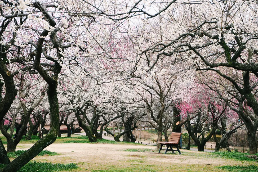 Bairin Park - Nơi Ngắm Hoa Mận Đẹp Nhất ở Gifu Vào Mùa Xuân