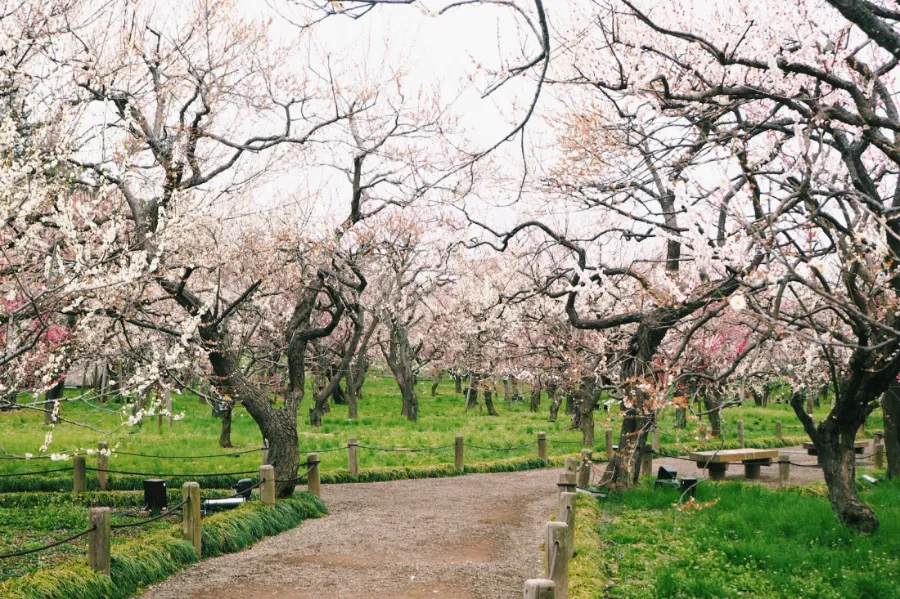 Bairin Park - Nơi Ngắm Hoa Mận Đẹp Nhất ở Gifu Vào Mùa Xuân